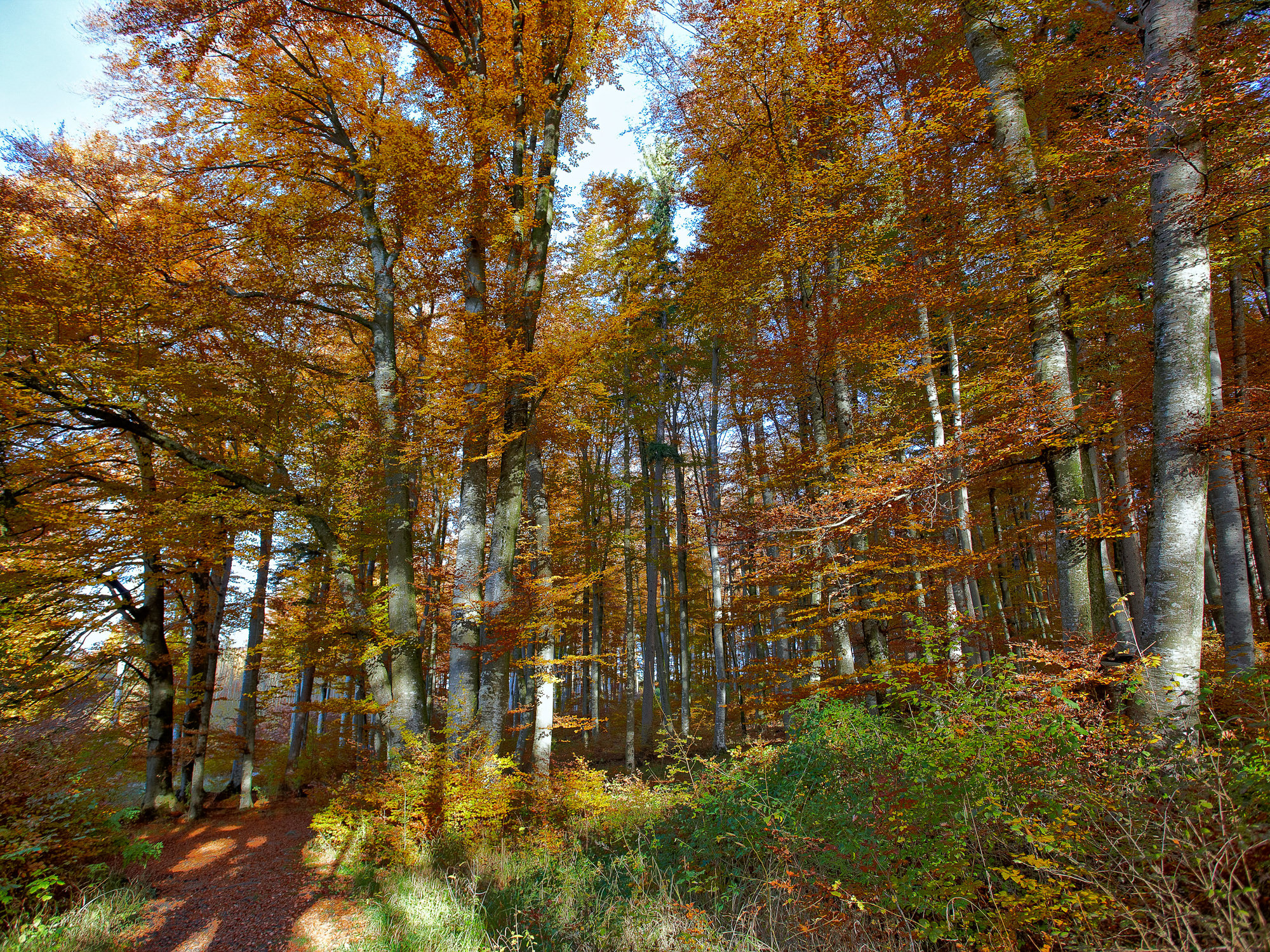 Beech trees in autumn, Upper Bavaria