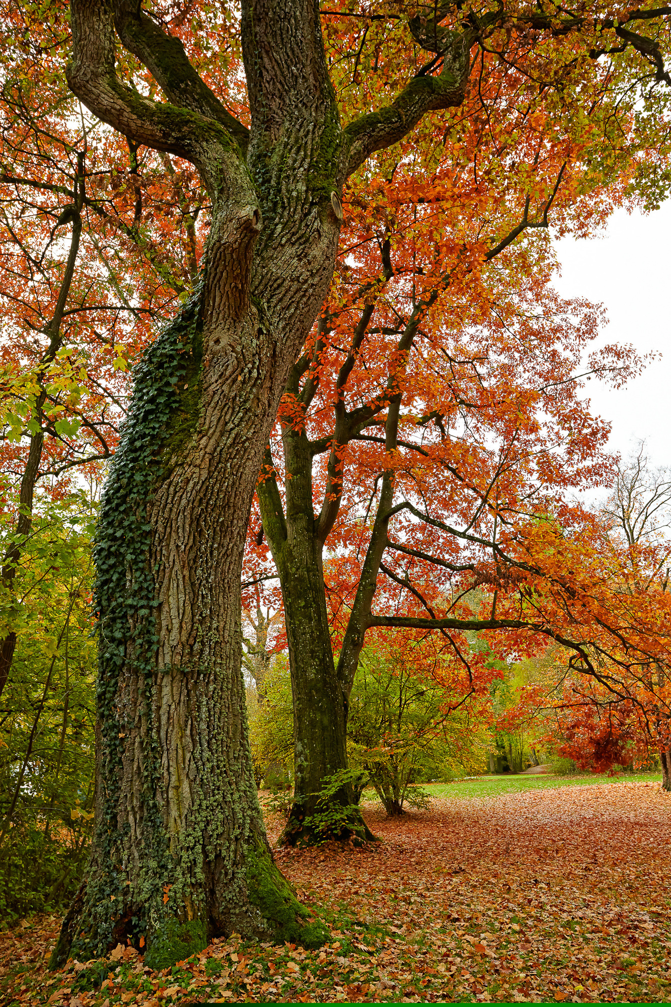 Beech trees in autumn, Upper Bavaria