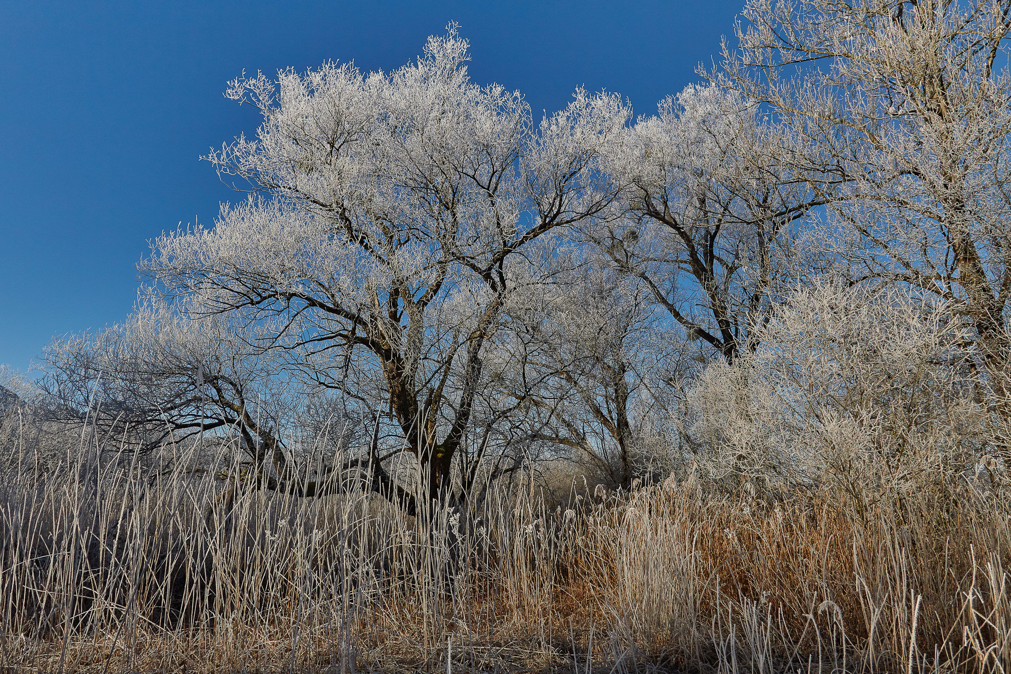 hoarfrost