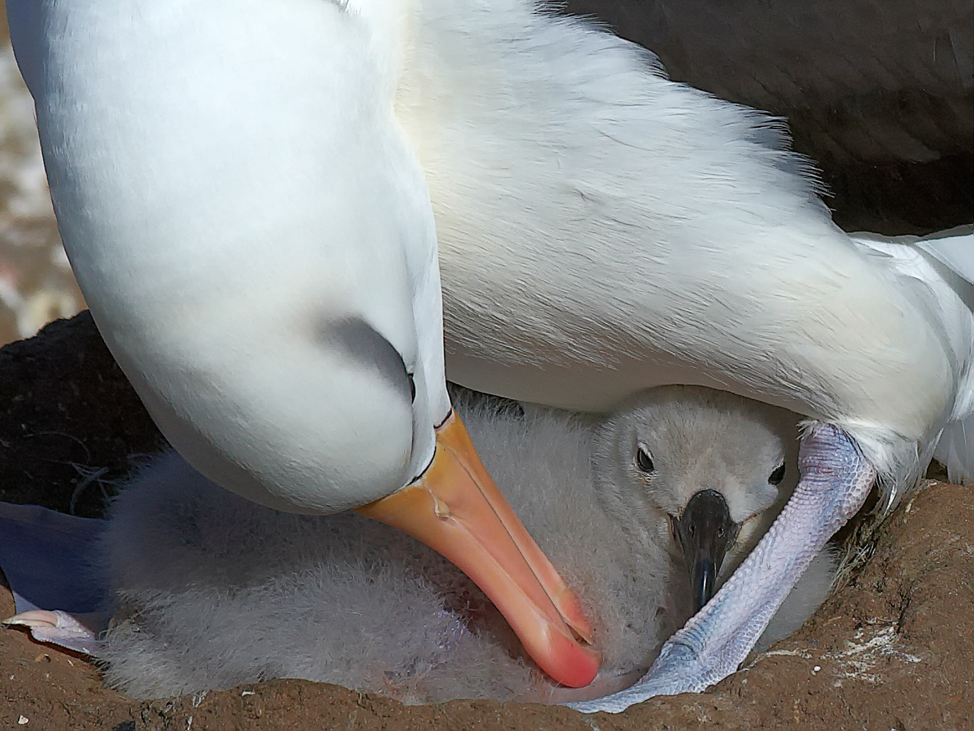 black-browed albatross and his chick