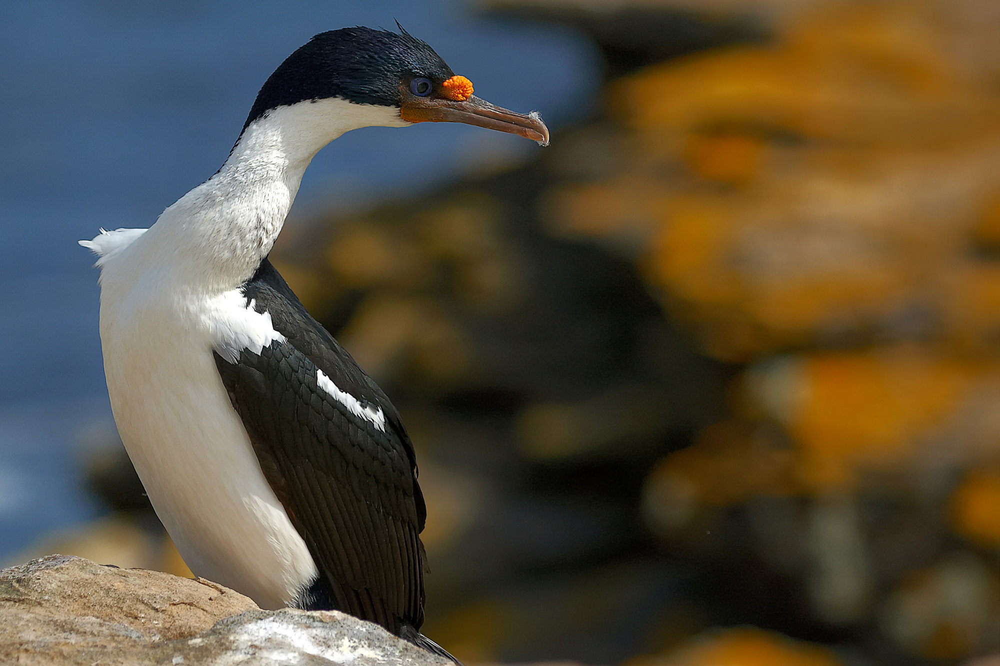 blue-eyed shag