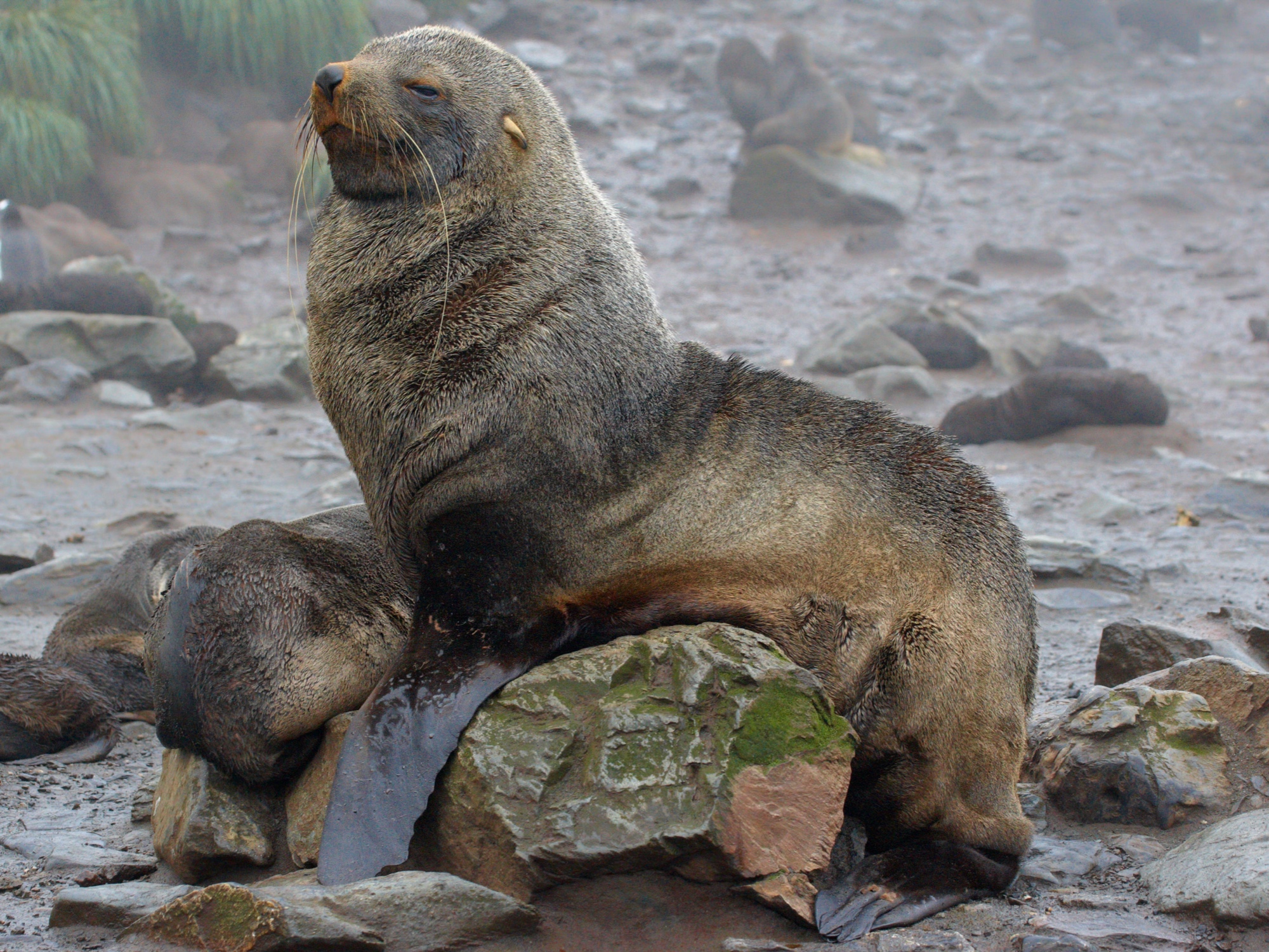 fur seal