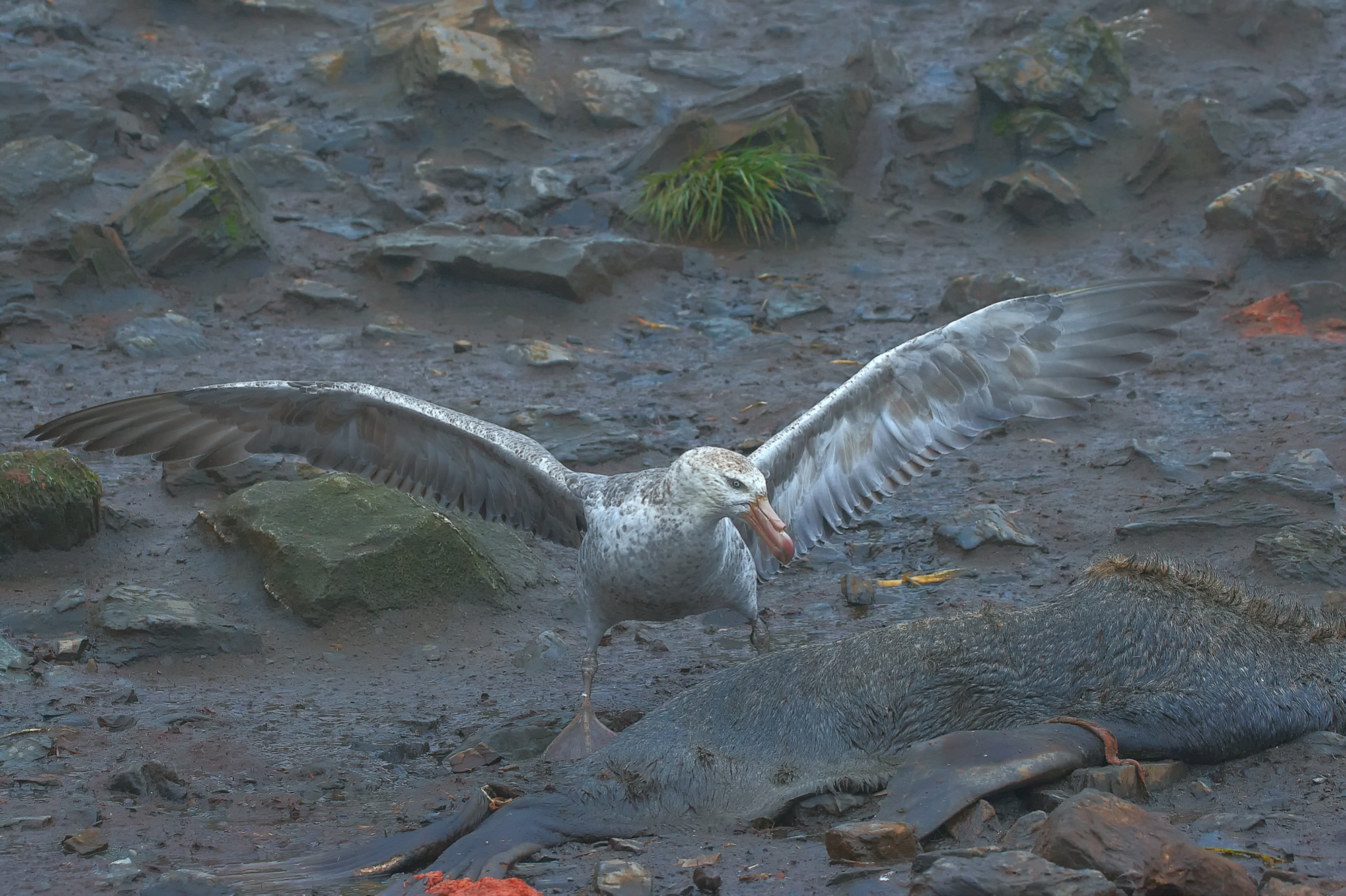 petrel
