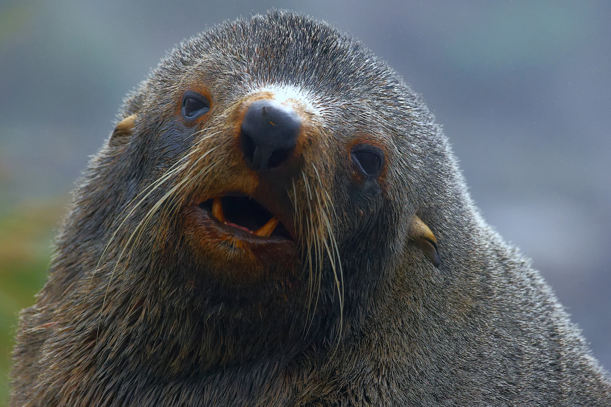 fur seal