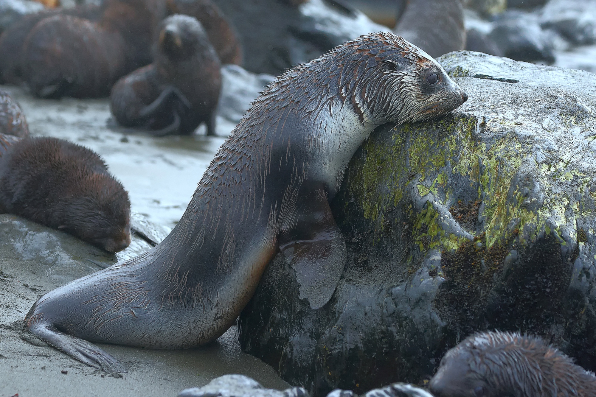 maned seal