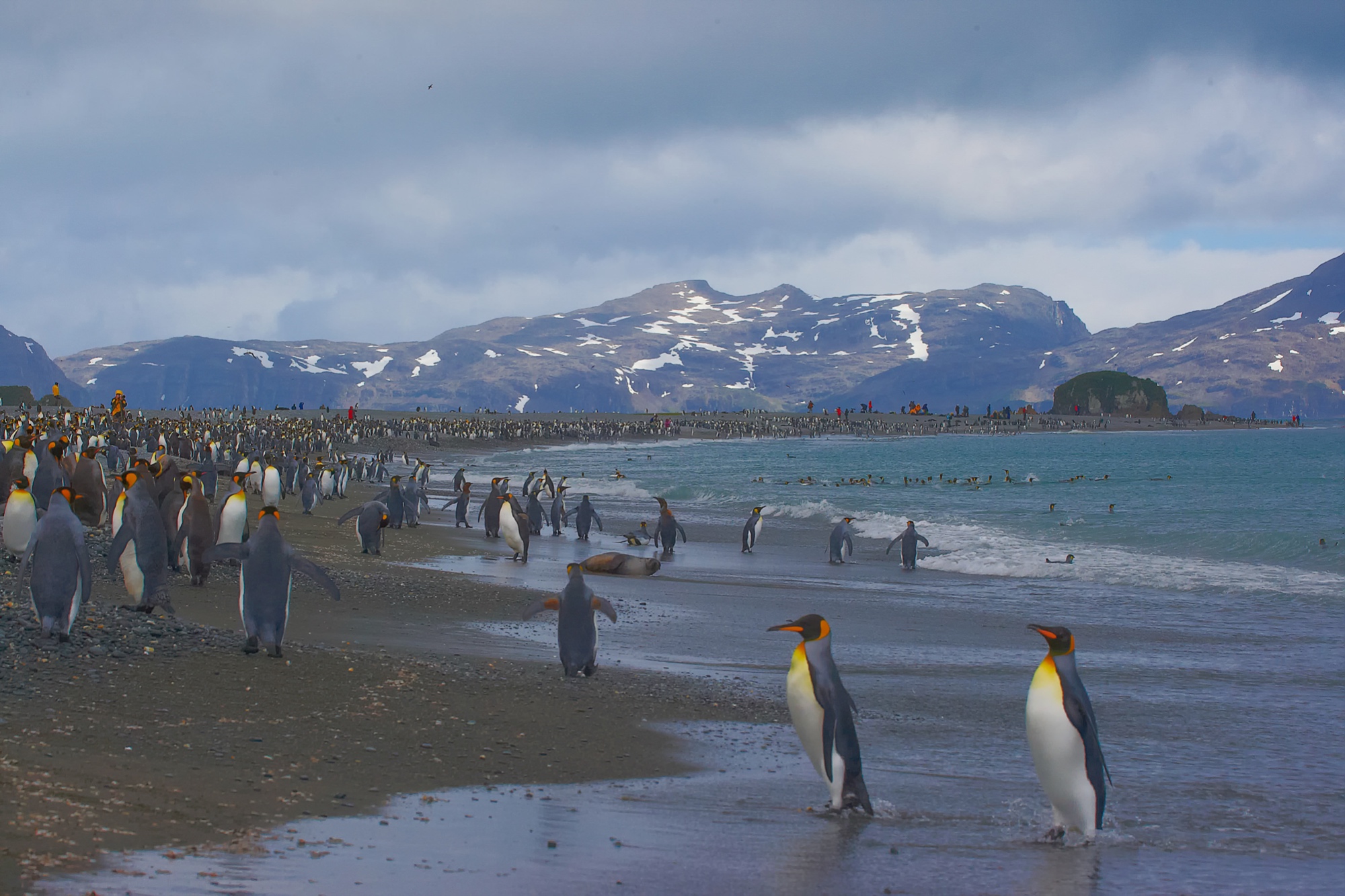 king penguins at Salisbury Plain