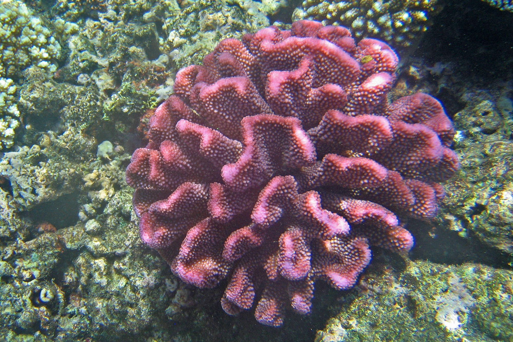 coral