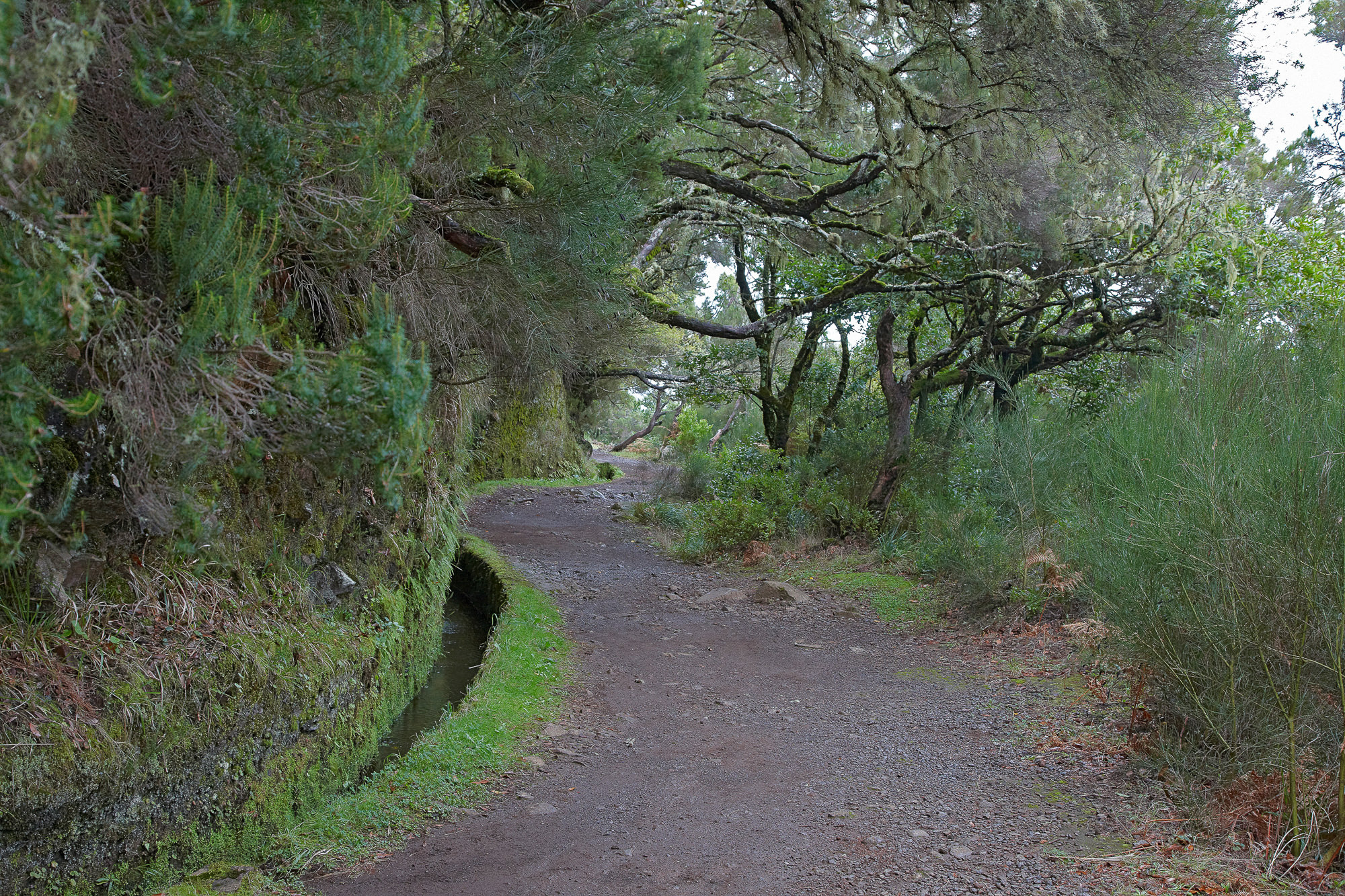 levada through the laurel forest