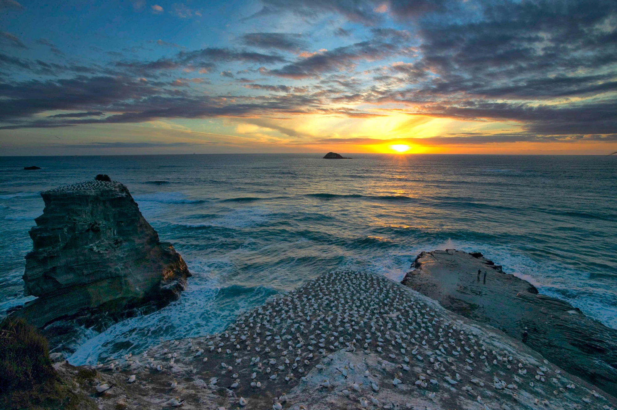 sunset at the gannet colony near Muriwai