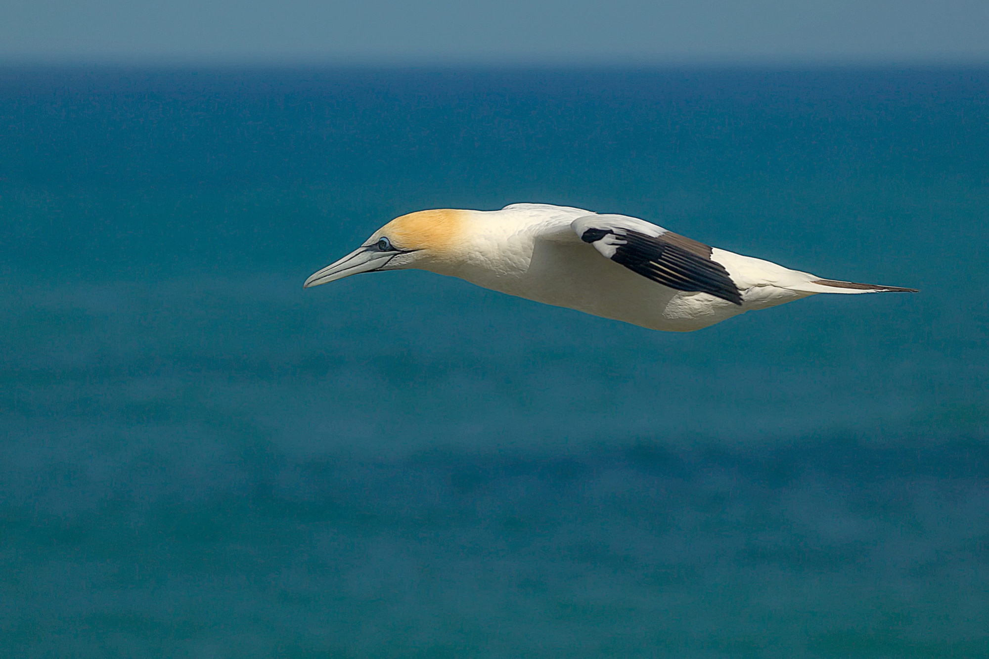 gannet near Muriwai