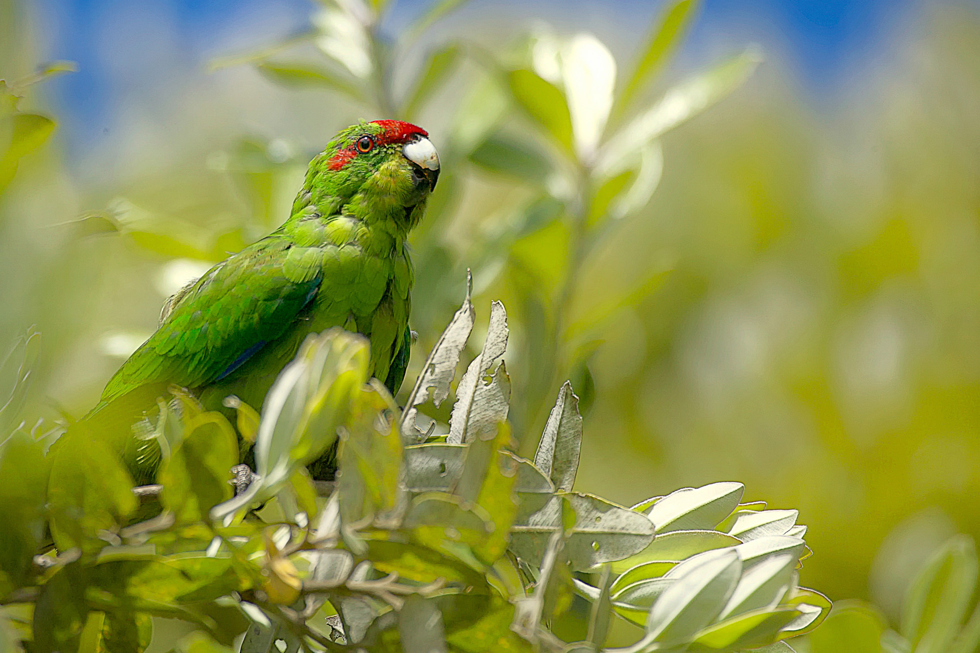 red-crowned parakeet