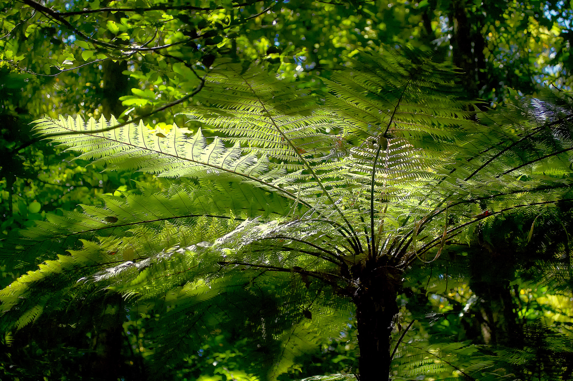 fern forest.