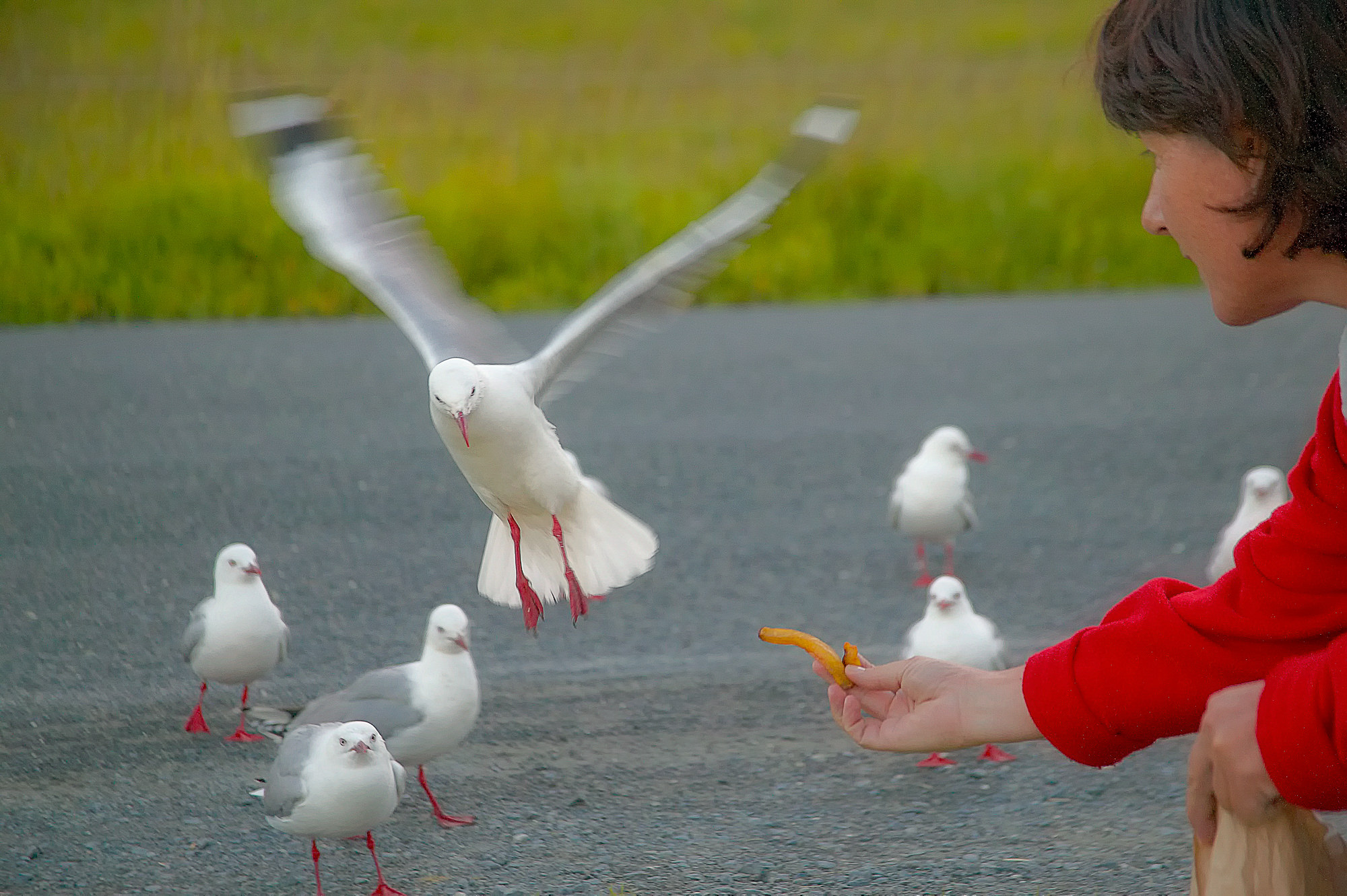 fish and chips for everybody