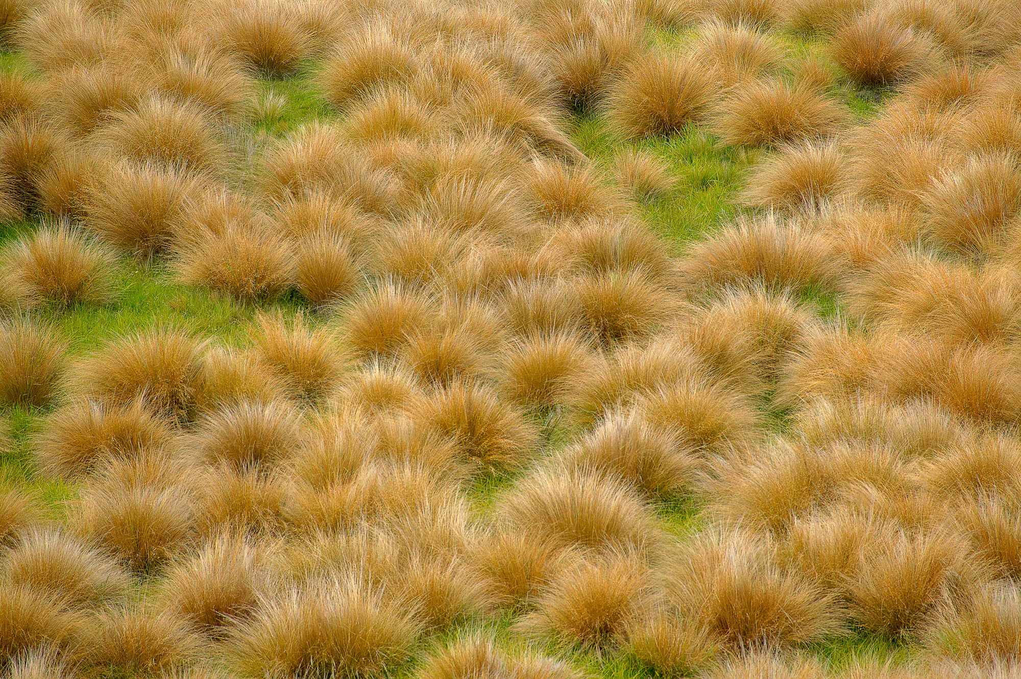 tussok gras