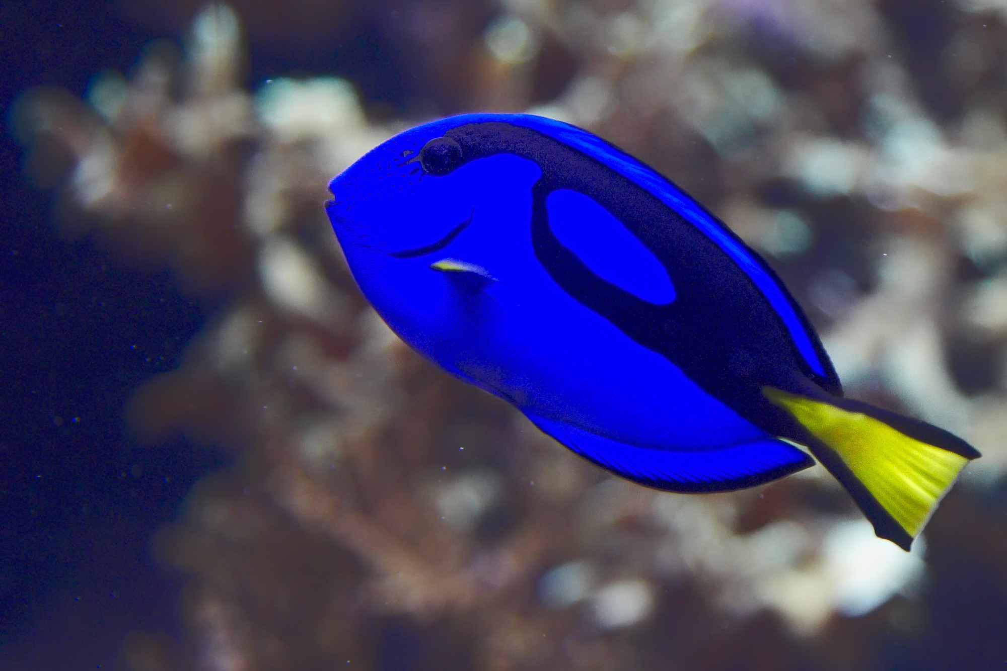 oceanário de lisboa