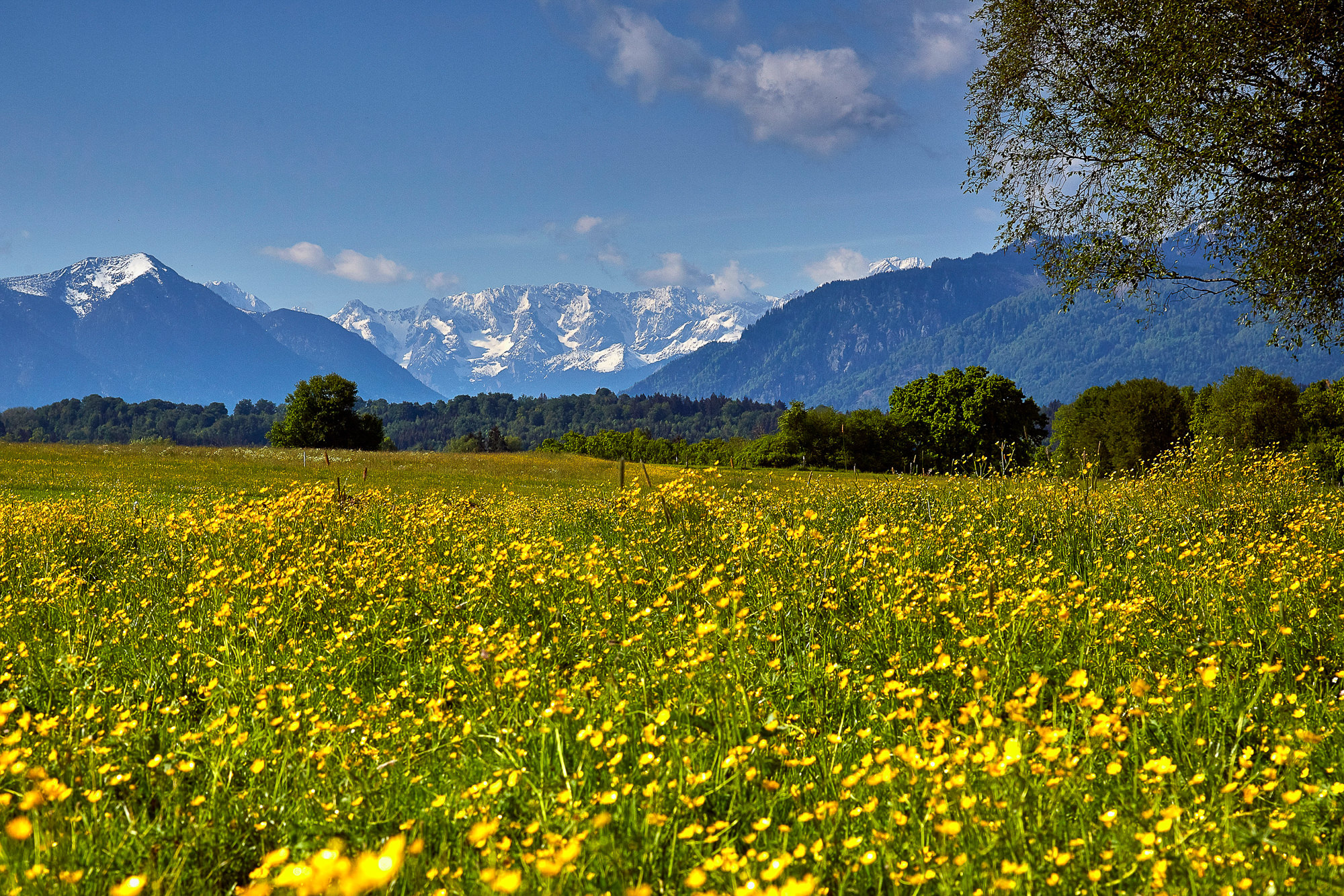 meadow in the pre-Alps in spring