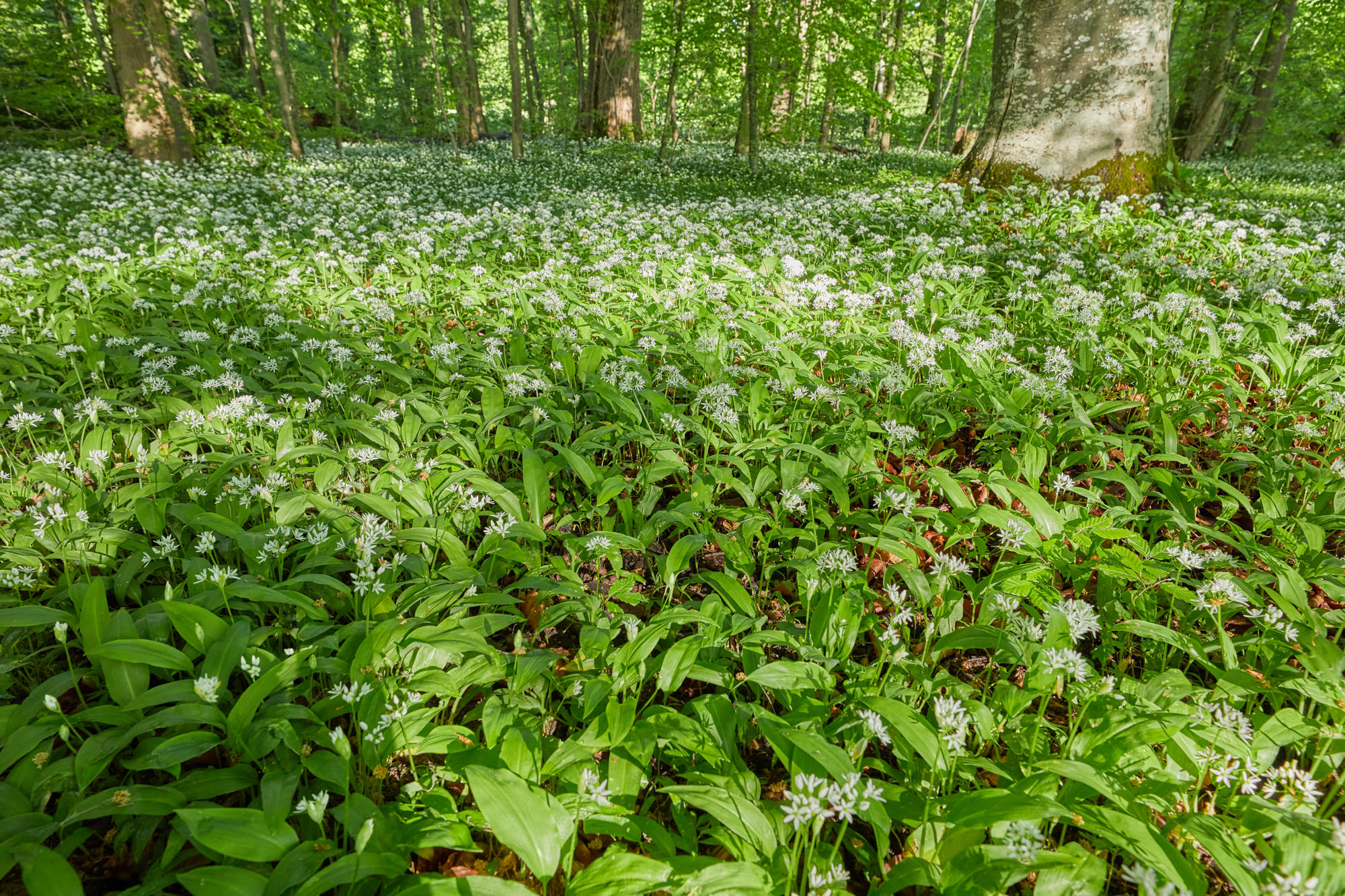 ramsons in spring