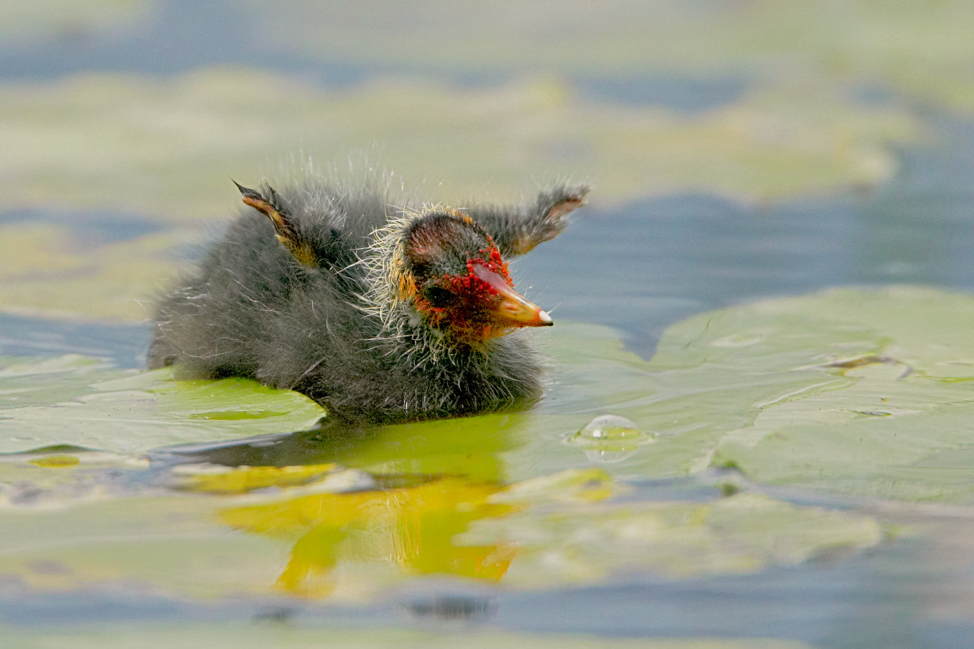 coot chick