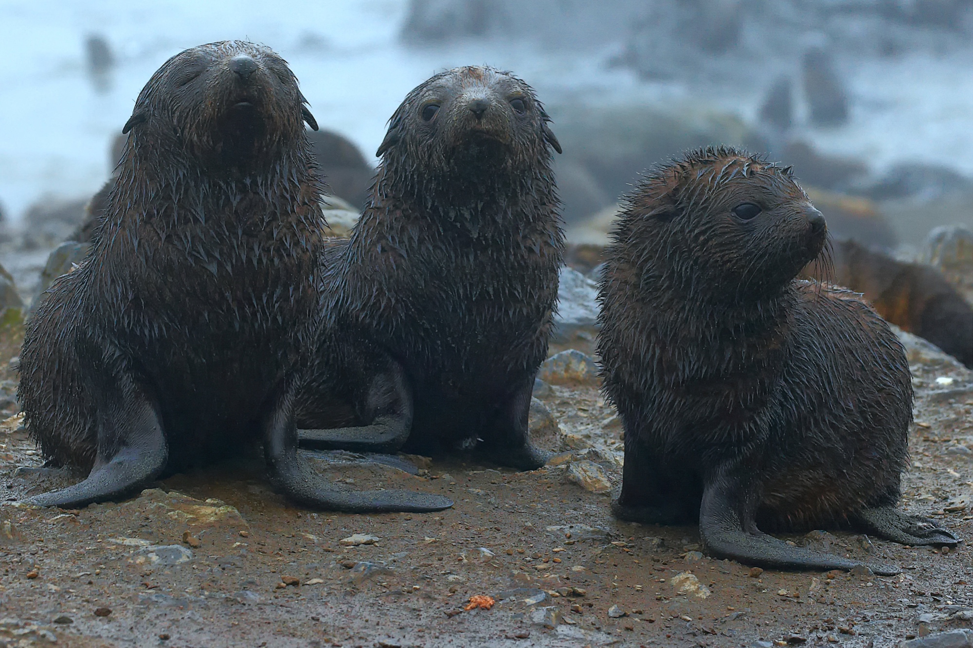 fur seals and best friends, South Georgia