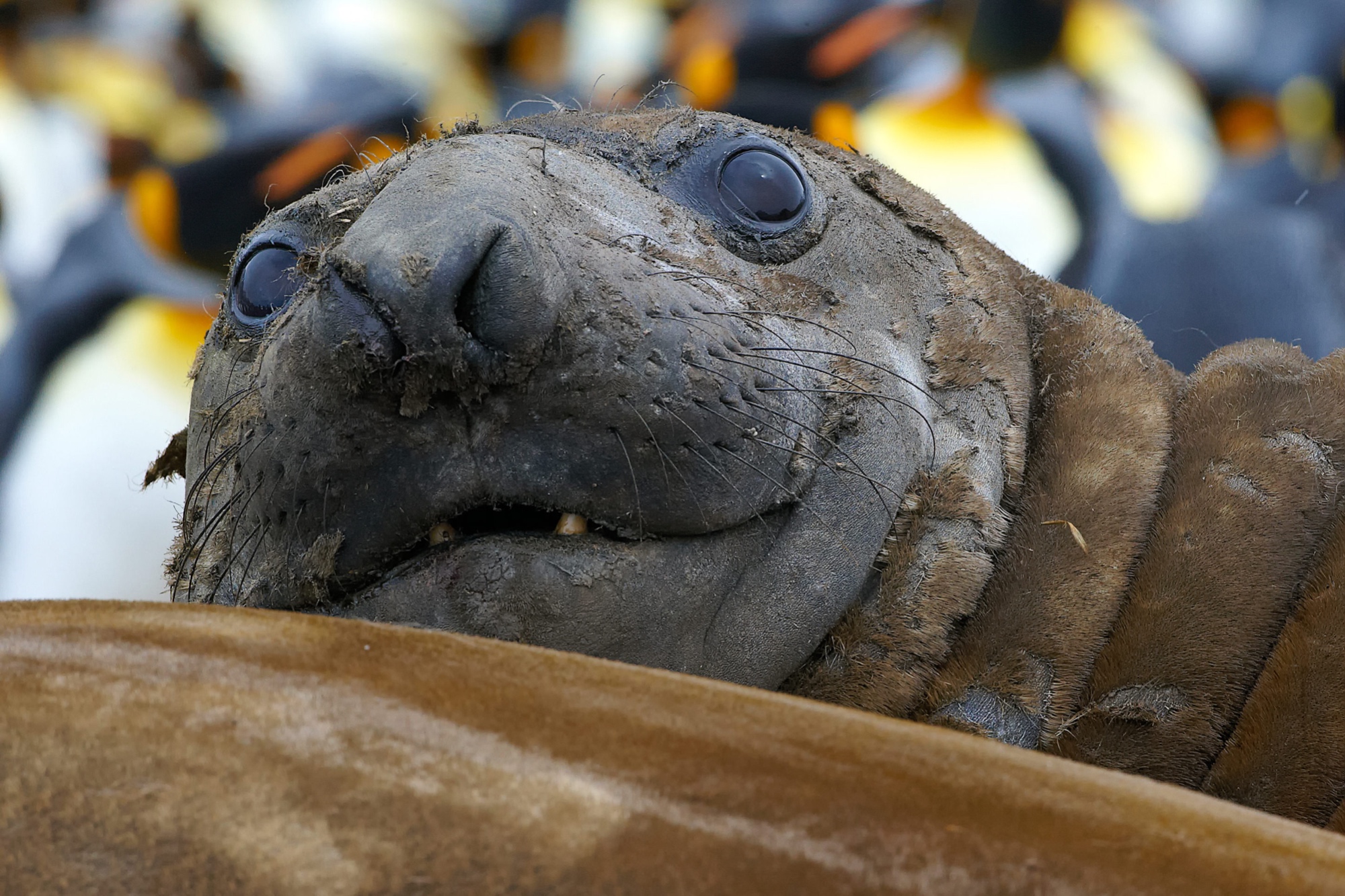 elephant seal at St. Andrews Bay, South Georgia
