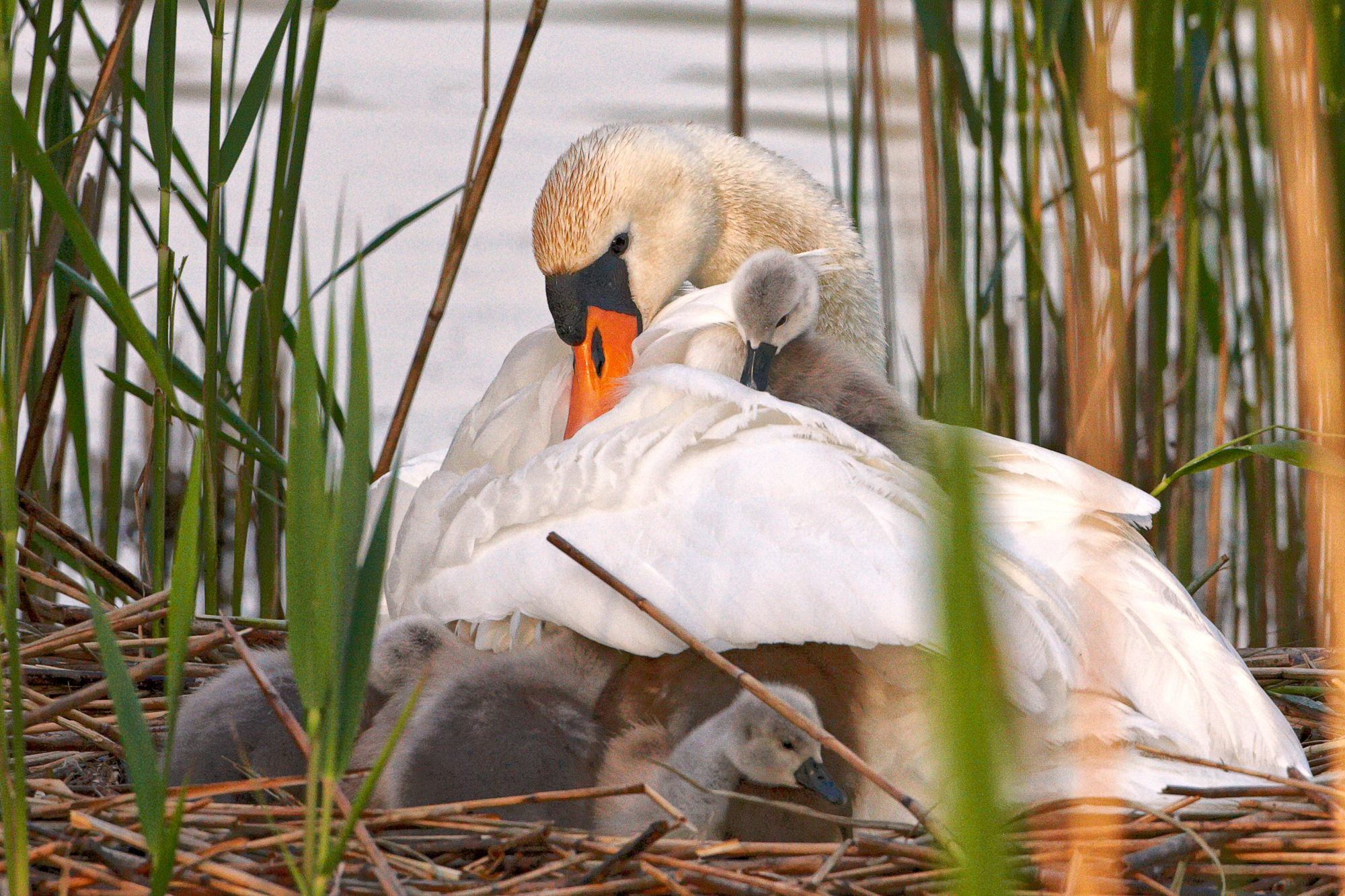 swan nest in the reeds