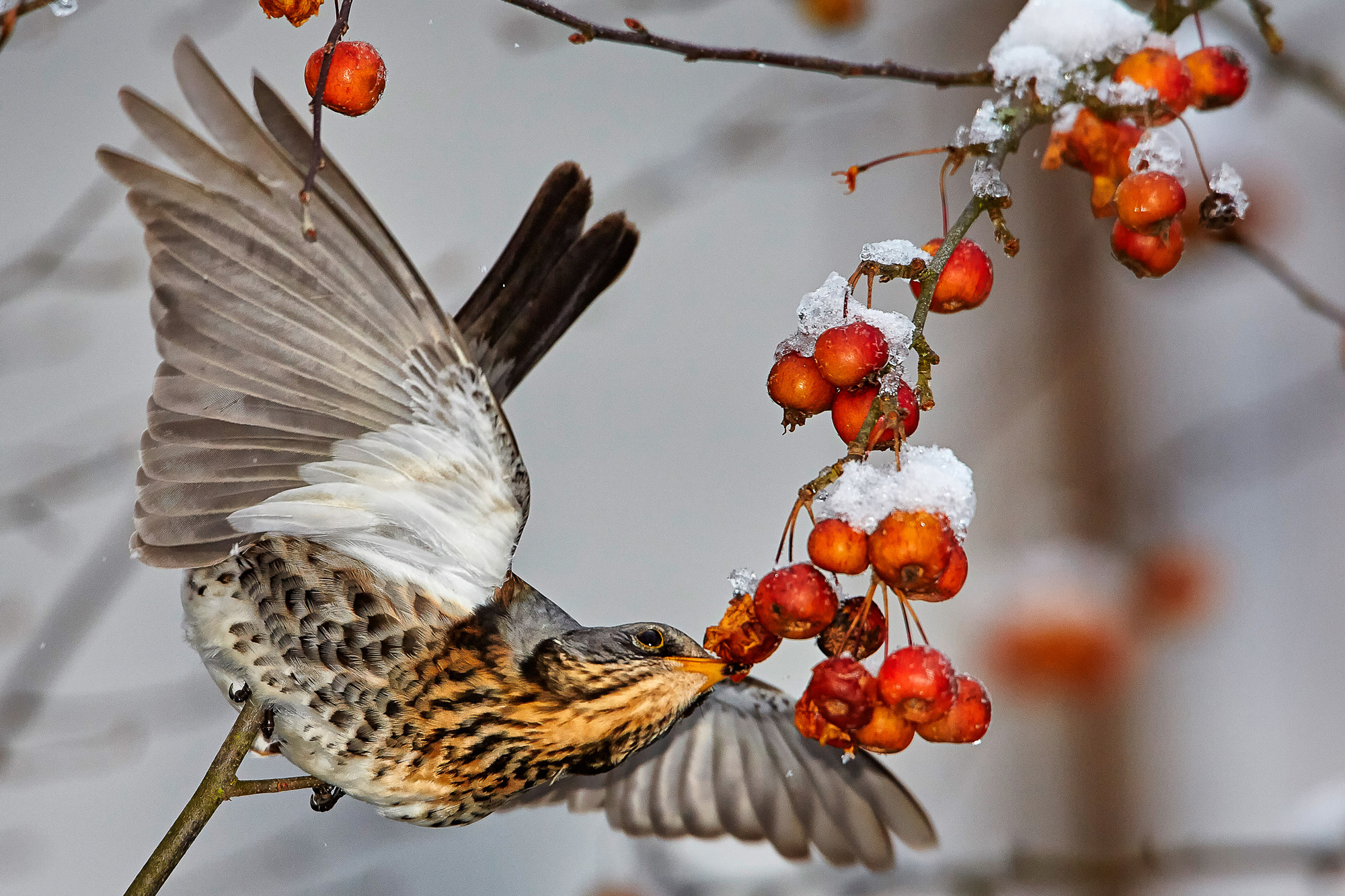 juniper thrush in the ornamental apple tree